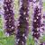 Agastache 'Blackadder'