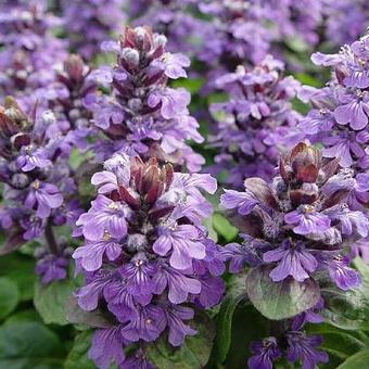 Ajuga reptans