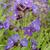 Anchusa azurea 'Loddon Royalist'