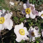 Anemone x hybrida 'Hadspen Abundance' - Herfstanemoon - Anemone x hybrida 'Hadspen Abundance'