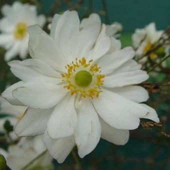 Anemone hybrida 'Whirlwind'