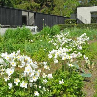 Anemone sylvestris