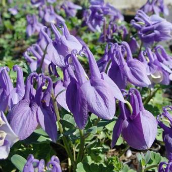 Aquilegia flabellata 'Ministar'