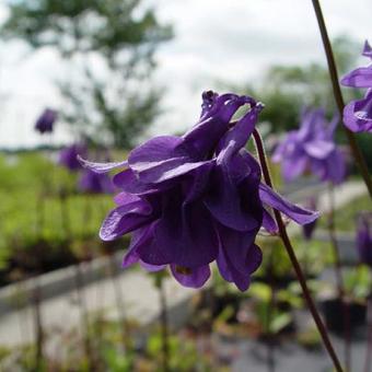 Aquilegia vulgaris