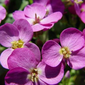 Arabis caucasica 'Pinkie'