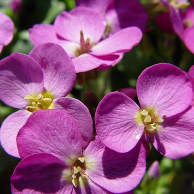 Randjesbloem, rijstebrij - Arabis caucasica 'Pinkie'