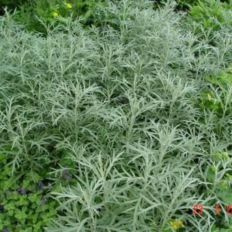 Artemisia ludoviciana 'Silver Queen'