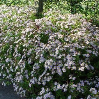 Aster ageratoides 'Asran'