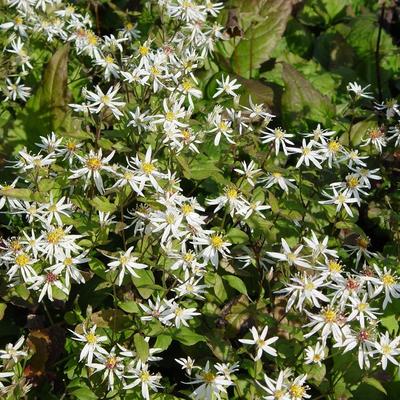 Aster divaricatus - Aster