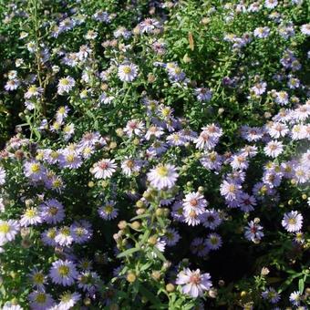 Aster ericoides 'Blue Star'