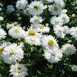 Aster novi-belgii 'White Ladies' - Herfstaster