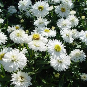 Aster novi-belgii 'White Ladies'