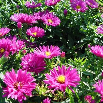 Aster dumosus 'Jenny'