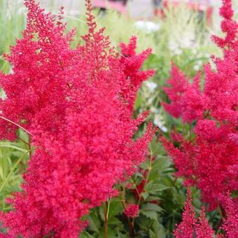 Astilbe japonica 'Red Sentinel'