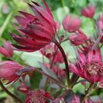 Astrantia major 'Ruby Star' - Zeeuws knoopje