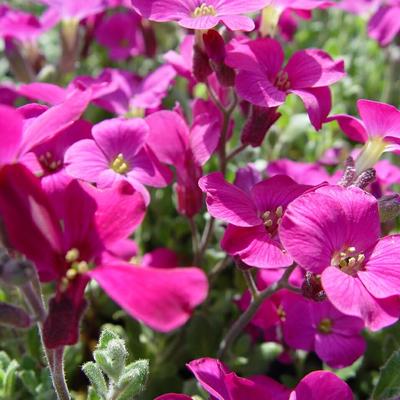 Randjesbloem - Aubrieta 'Cascade Red'