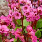 Bergenia cordifolia 'Eroica' - Schoenlappersplant