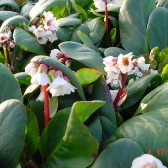 Bergenia 'Silberlicht'