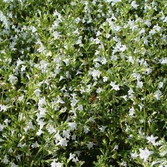 Calamintha nepeta 'White Cloud'