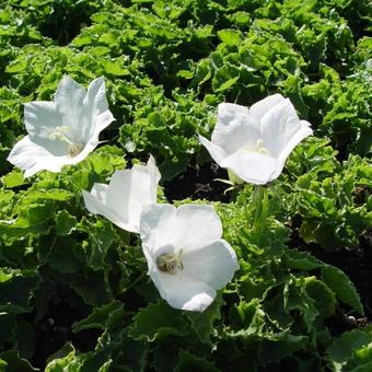 Campanula carpatica 'Weisse Clips'