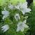 Campanula lactiflora 'Alba'