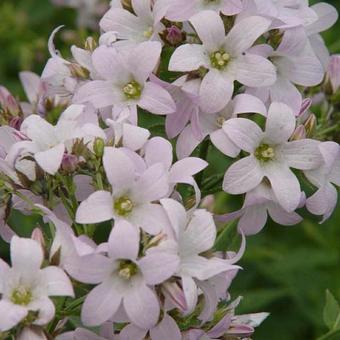 Campanula lactiflora 'Loddon Anna'