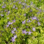 Campanula garganica 'Dickson's Gold' - Klokjesbloem