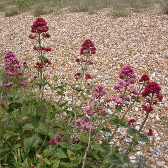 Centranthus ruber 'Coccineus'