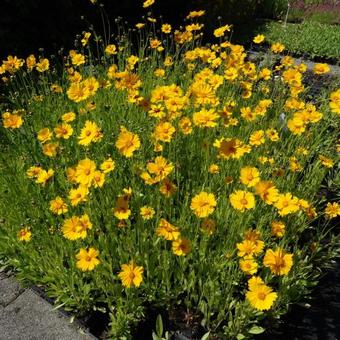 Coreopsis lanceolata 'Sterntaler'