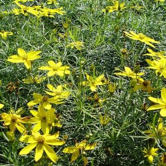 Coreopsis verticillata 'Zagreb'