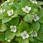 Cornus canadensis - Kornoelje