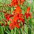 Crocosmia x crocosmiiflora 'Lucifer'