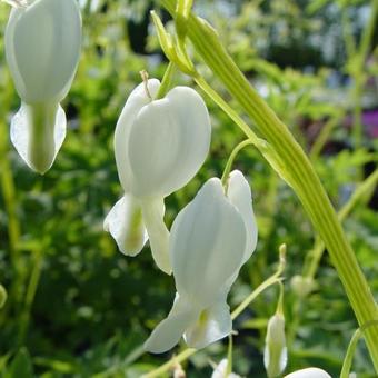 Lamprocapnos spectabilis 'Alba'