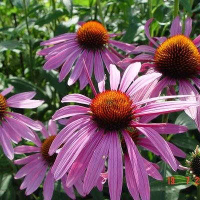 Echinacea purpurea - Rode zonnehoed