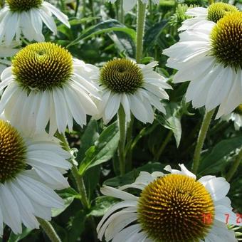 Echinacea purpurea 'Alba'