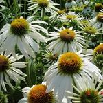 Echinacea purpurea 'White Swan' - Rode zonnehoed