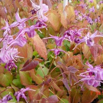 Epimedium grandiflorum 'Lilafee'