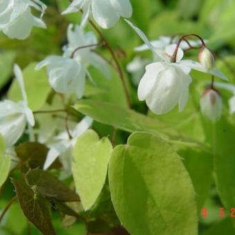 Epimedium x youngianum 'Niveum'