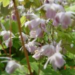 Epimedium x youngianum 'Roseum' - Elfenbloem