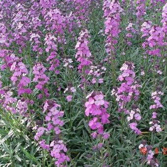 Erysimum 'Bowles Mauve'