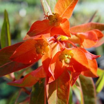 Euphorbia griffithii 'Fireglow'