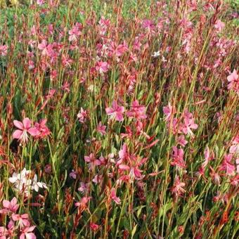 Gaura lindheimeri 'Siskiyou Pink'