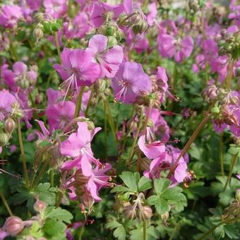 Geranium x cantabrigiense 'Berggarten'