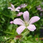 Ooievaarsbek - Geranium x oxonianum 'Claridge Druce'