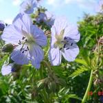 Geranium pratense 'Mrs Kendall Clark' - Beemdooievaarsbek