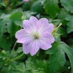 Geranium versicolor - Ooievaarsbek