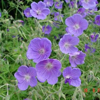 Geranium 'Orion'