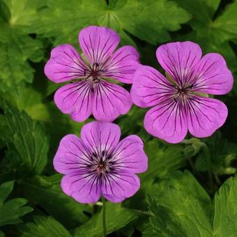 Geranium 'Pink Penny'