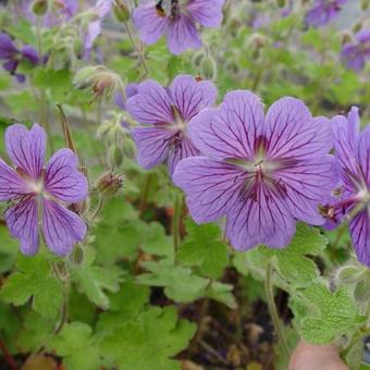 Geranium 'Terre Franche'