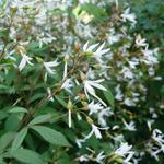 Gillenia, Driebladige braakwortelspirea - Gillenia trifoliata